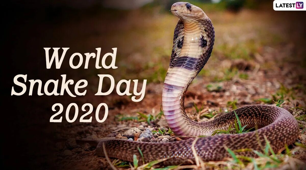 Snakes world. World Snake Day. Всемирный день змеи (World Snake Day). 16 Июля Всемирный день змеи (World Snake Day). Snakes who speaks.