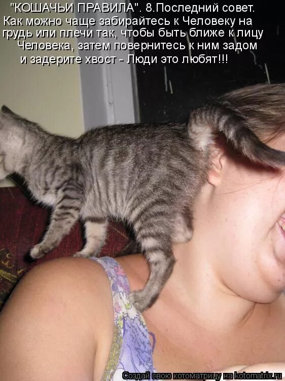 Почему кошка лезет в лицо. Кот нюхает. занюхать котом. кошка нюхает лицо. кот нюхает кошку под хвостом.