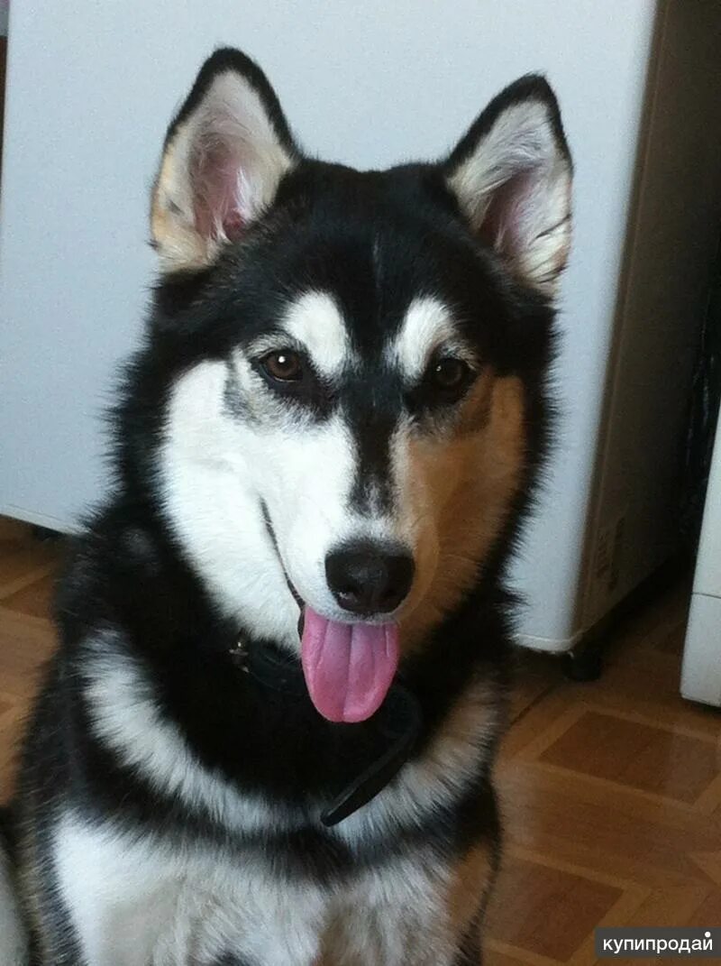 Продается хаски. Рич и хаски улан-удэ. Хаски иркутск. Иркутский хаски. Хаски инвалид.