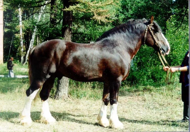 битюг тяжеловоз. арденский тяжеловоз. битюг тяжеловоз. битюг (порода лошадей). битюг лошадь.