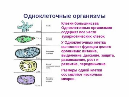 Каковы общие признаки одноклеточных эукариот