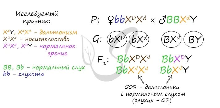 У человека ген нормального слуха b доминирует. Генотип нормального слуха. У человека ген нормального слуха доминирует над геном глухоты. Генотип мужчины с нормальным цветовым зрением.