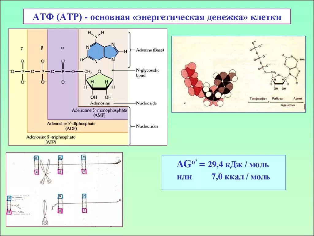 Место образование атф. АТФ. ATP это АТФ. Основная функция АТФ.