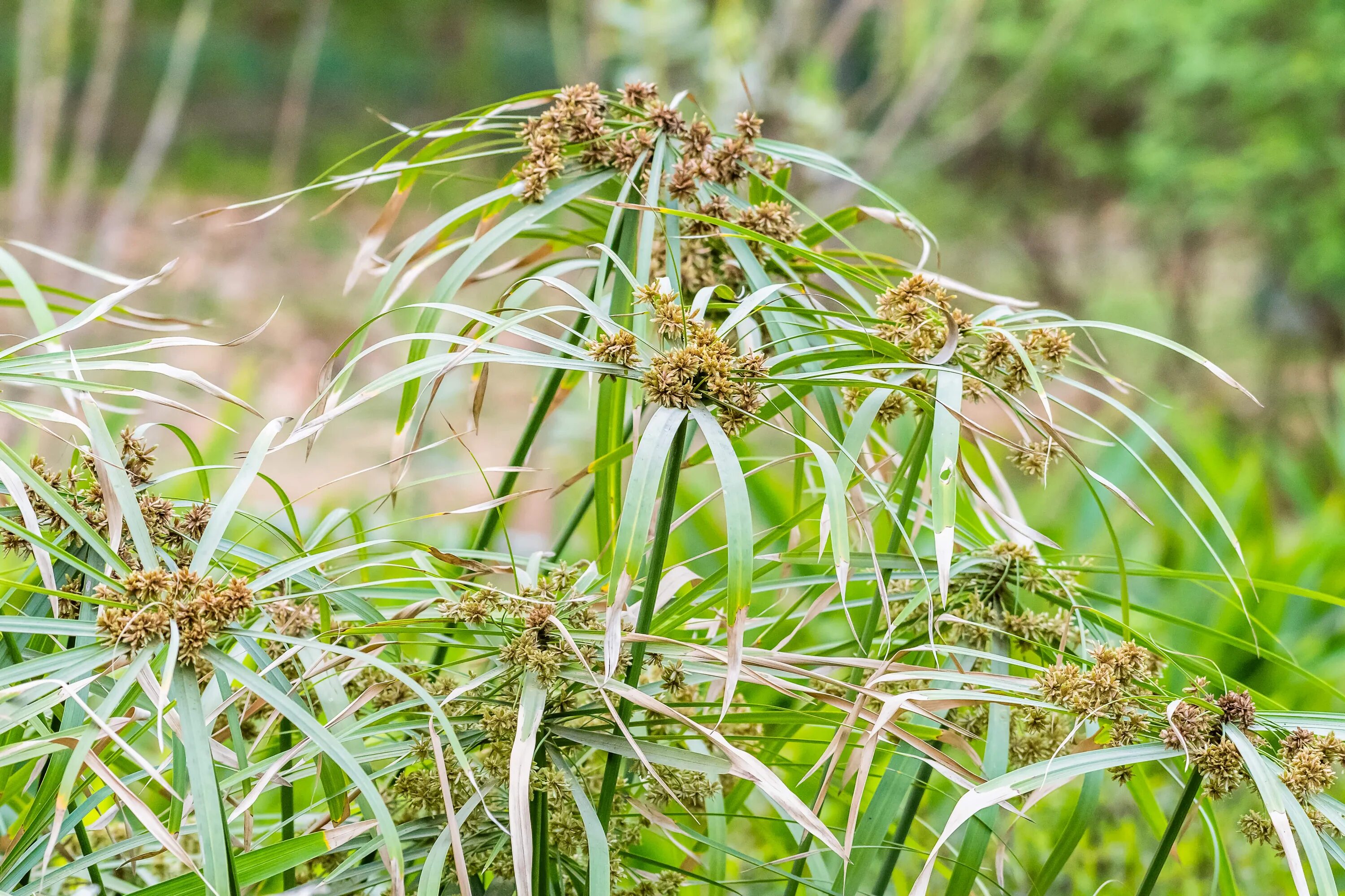 Cyperus alternifolius. Циперус раскидистый, очереднолистный. Cyperus oil. Cyperus oil. Циперус или сыть.
