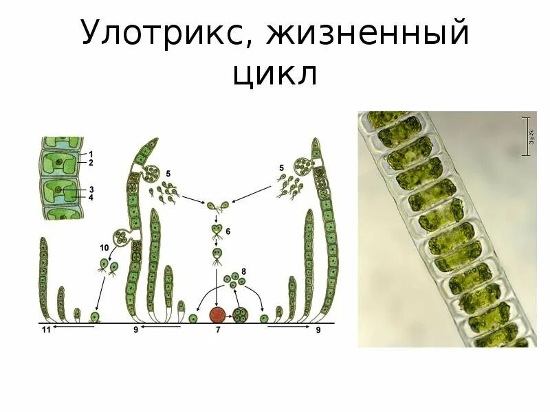 Улотрикс жизненный цикл. Цикл размножения улотрикса. Жизненный цикл улотрикса ЕГЭ. Улотрикс слоевище.