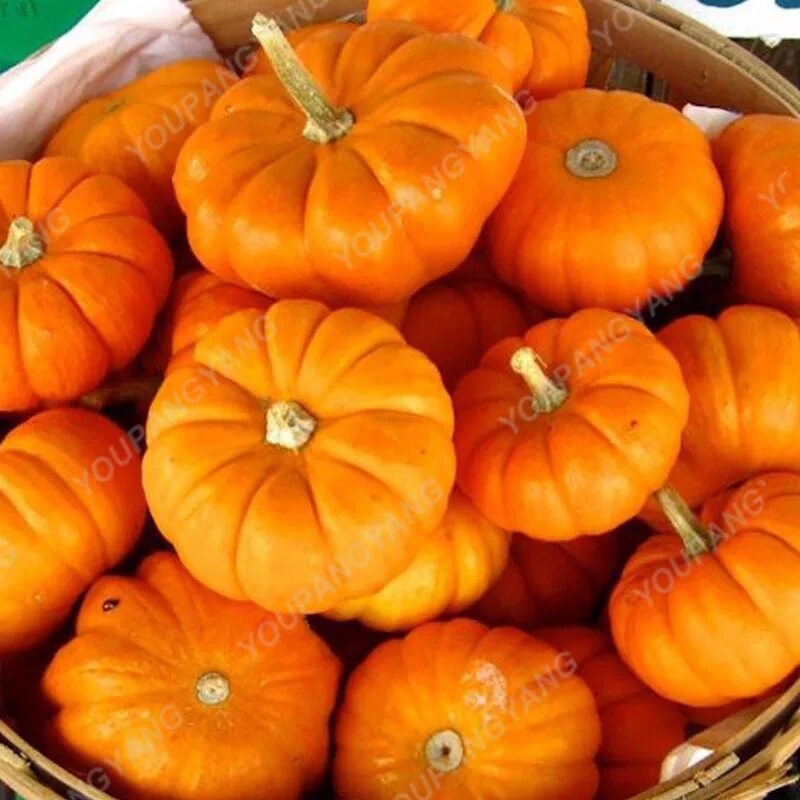 Медвежонок с тыквой. Pumpkin 10. Мультяшная тыква на хэллоуин. Тыква. Тыква пумкин.
