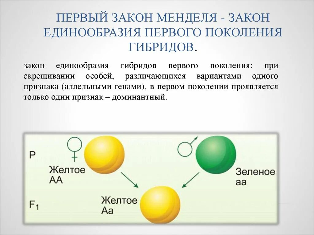 Чистая линия закон менделя. Первый закон Менделя закон единообразия гибридов первого поколения. Закон единообразия 1 закон Менделя. 1 Закон Менделя закон единообразия гибридов 1 поколения. Схема скрещивания 1 закон Менделя.