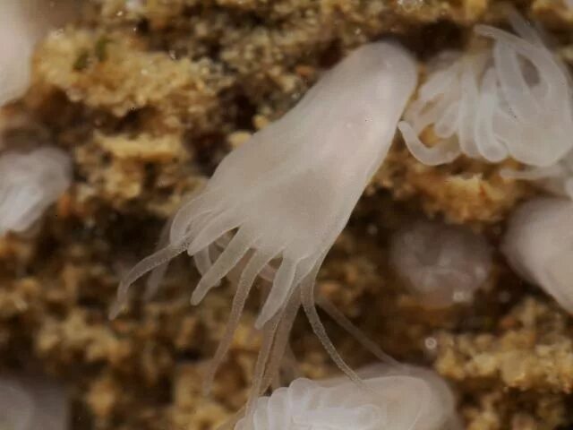 Морские анемоны кишечнополостные. Сцифоидные медузы аурелия. Aurelia aurita полип. Стробиляция полипа. Личинка сцифоидных медуз.