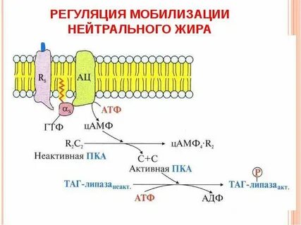 Мобилизация жиров