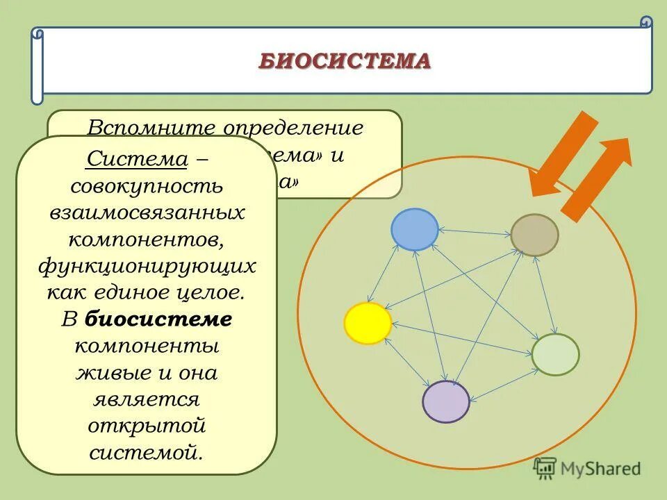 Целом функционирует как