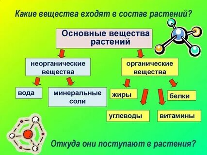 Перечислите органические вещества растения