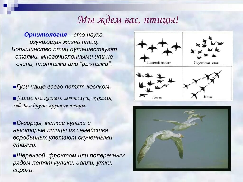 Изучает жизнь птиц. Виды стай птиц. Как летят перелетные птицы. Типы стай перелетных птиц. Как летают птицы стаей.