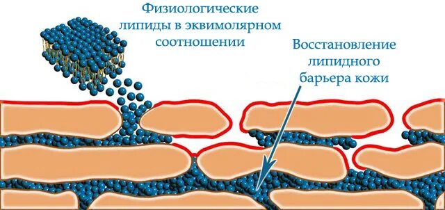 Лучшие липидные маски. Эпидермальный липидный барьер. Липидный барьер эпидермиса. Эпидермальный липидный барьер состав. Эпидермальный барьер и гидролипидная мантия.