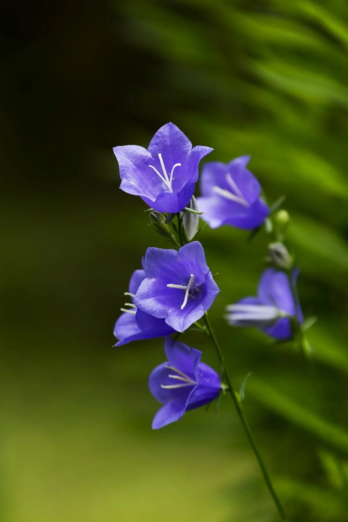 ой колокольчики. колокольчик кампанула фиолетовый. колокольчик твердолистный. колокольчик круглолистный. кампанула синяя.