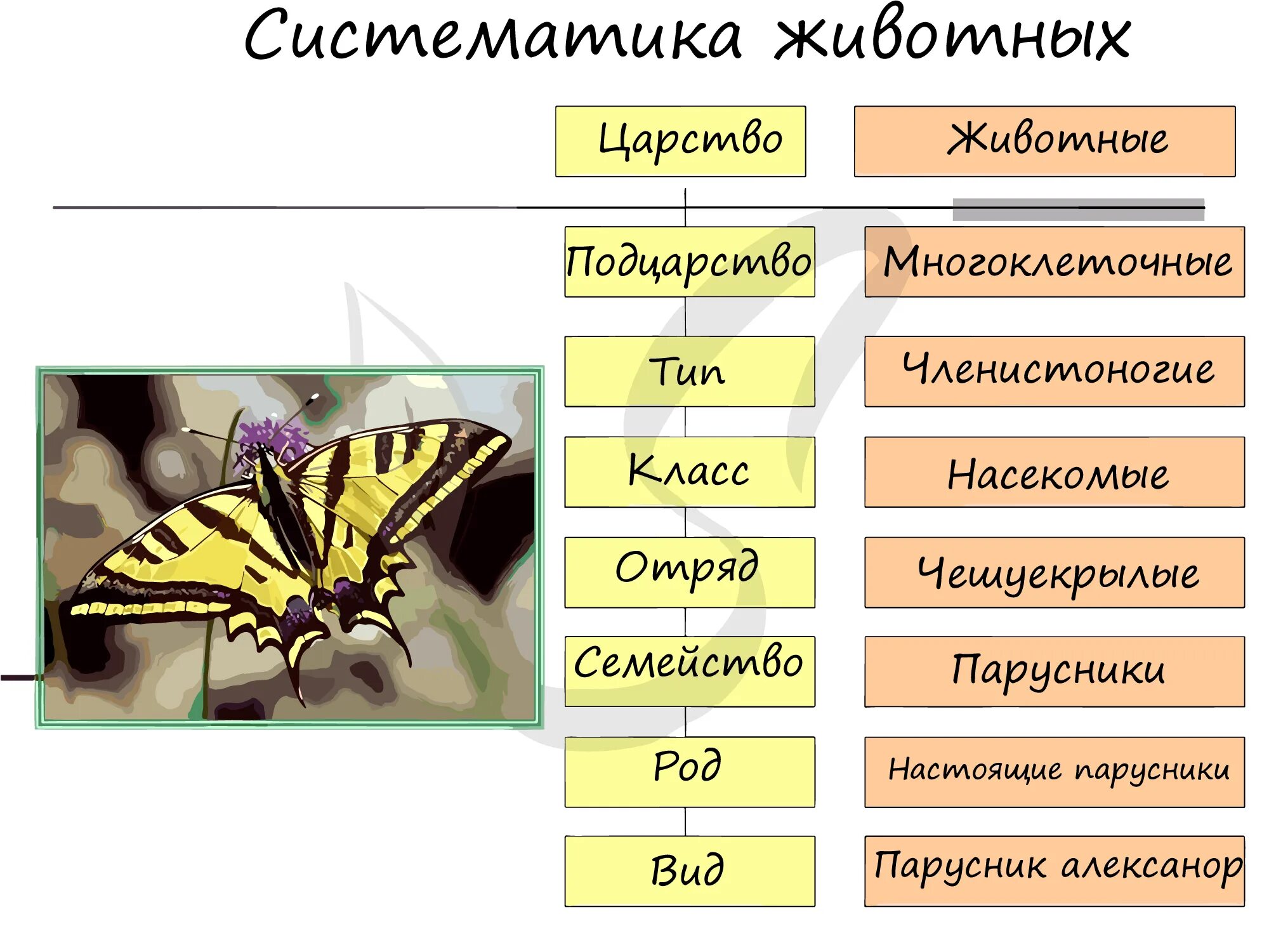 Таксоны животных позвоночные. Систематика таксонов животных. Таксоны животных таблица. Таксоны растений и животных таблица. Царство животных таблица.