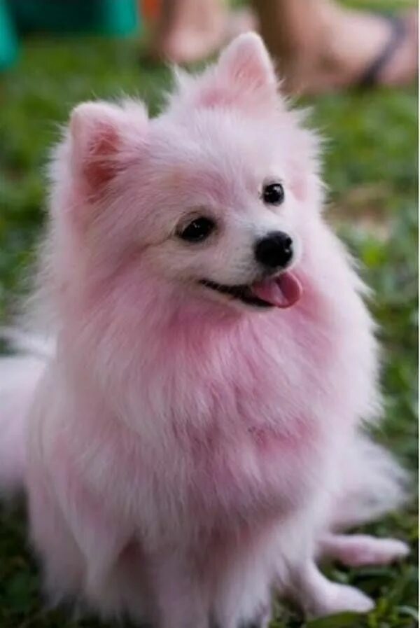 Розовая белая собака. Розовая белая собака. Японский шпиц белый. Сибирская лайка самоед. Китайская хохлатая серая.
