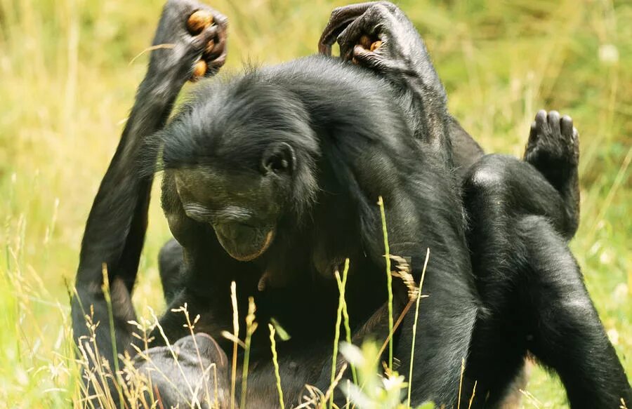 Обезьяна потом. Шимпанзе бонобо. Карликовые шимпанзе бонобо. Обезьяна бонобо самец. Бонобо Боня.