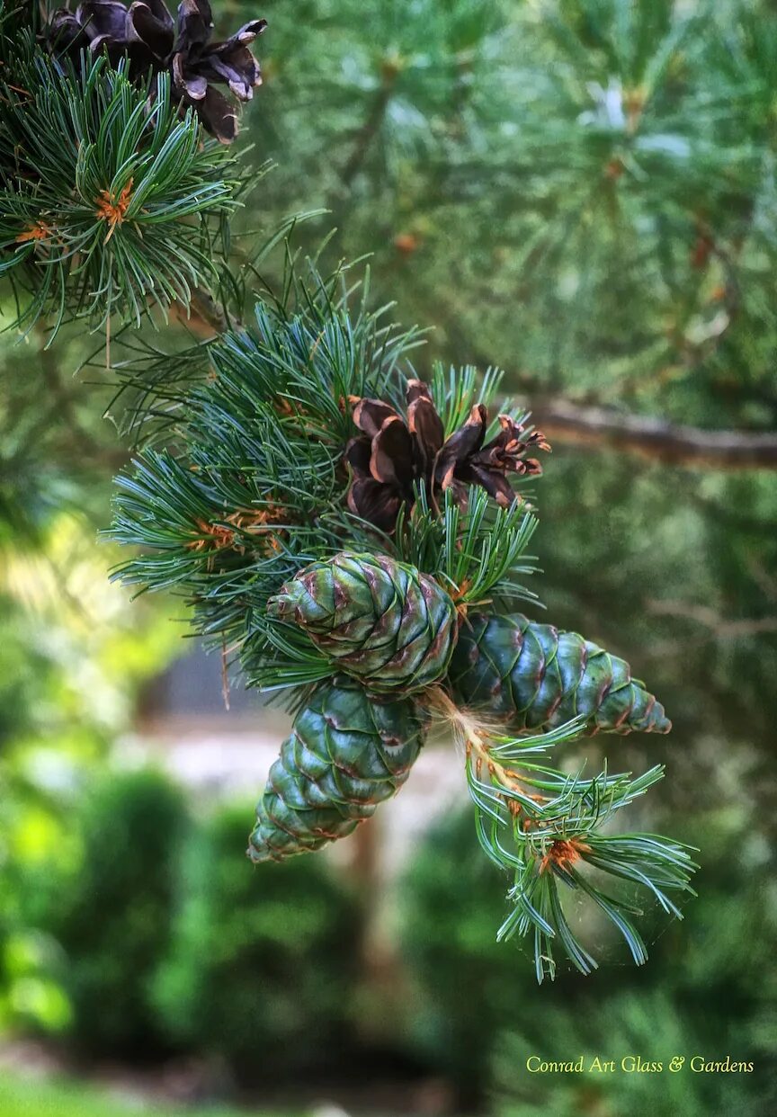 Санкт петербург хвойная. Pinus parviflora glauca. Пихта Веймутова шишки. Сосна Веймутова шишки. Сосна Глаука с шишками.