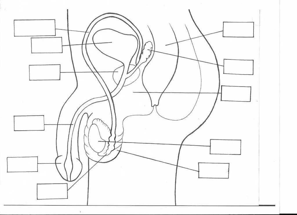 Уроки половой орган. Анатомия репродуктивной системы мужчины. Строение мужской репродуктивной системы рисунок. Строение мужской репродуктивной системы анатомия. Схема строения репродуктивной системы.