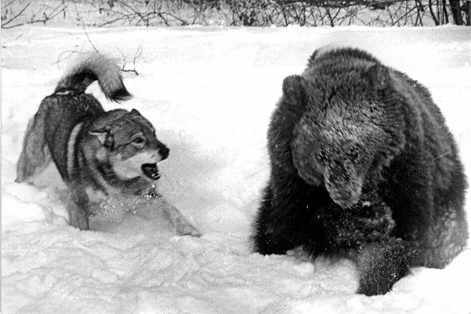 Медвежий промысел. Охота с лайками на медведя в Иркутской области..
