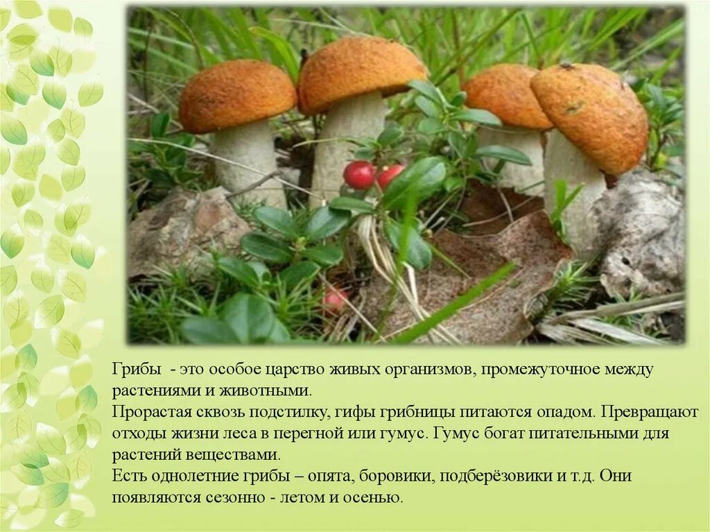 Гриб. Особые грибы. Особое царство грибов. Грибы между растениями и животными.