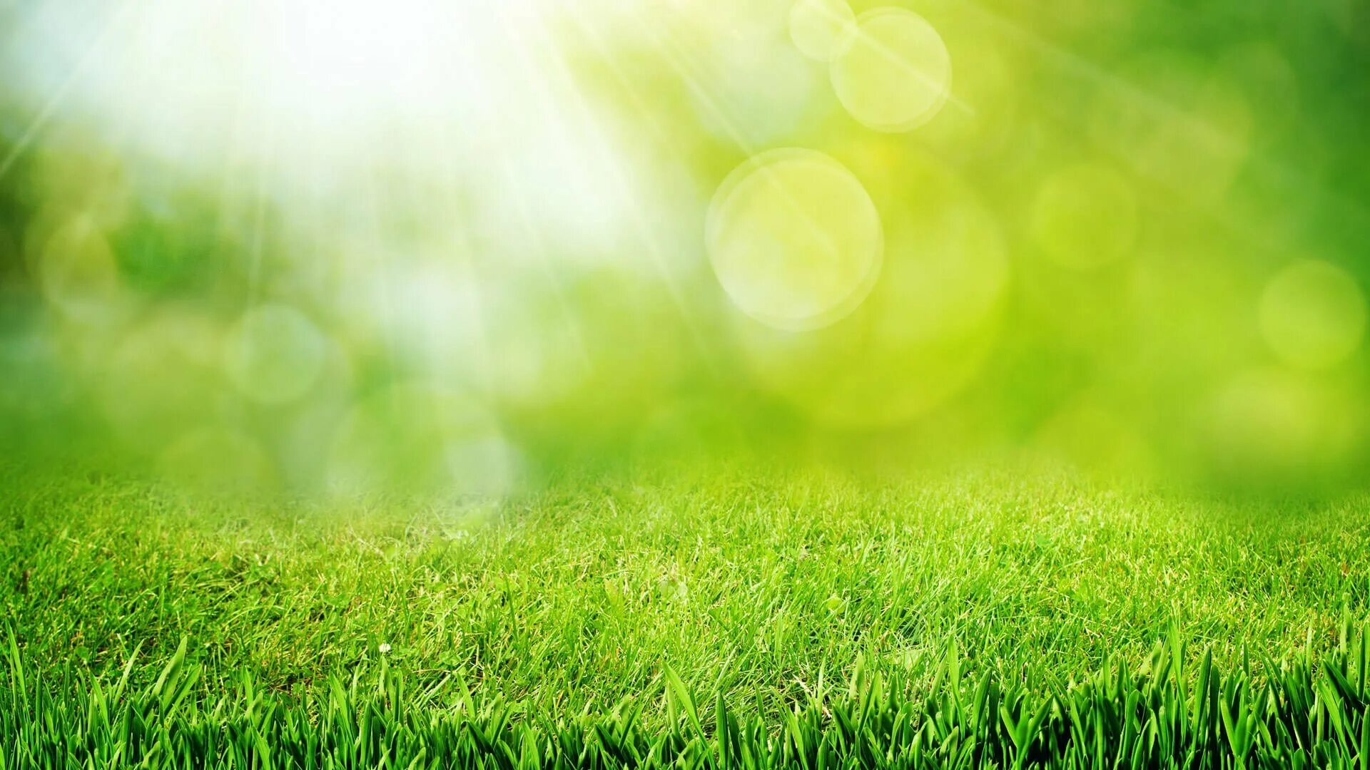 Газон партерный мавританский и обыкновенный. Зеленый газон. Фон лужайка. Сад трав. Зеленый газон.