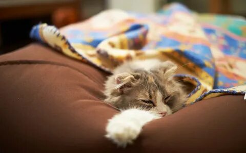 Как уложить котенка спать