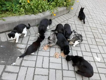 Во дворе кошки малышка о нас
