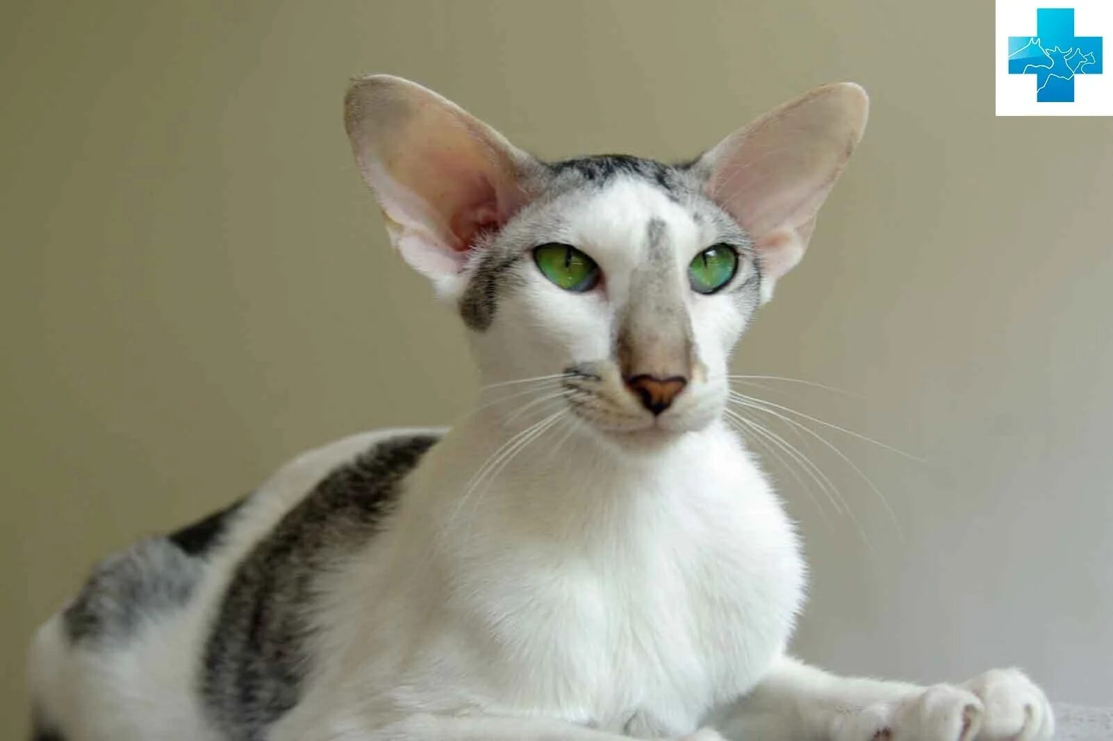 Ориентальная короткошерстная кошка. Ориентальная кошка (Ориентал). Ушастый кот порода Ориентал. Восточная короткошерстная кошка (Ориентальная кошка). Окрас кошки породы ориентальная