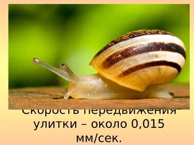 С какой скоростью двигается улитка