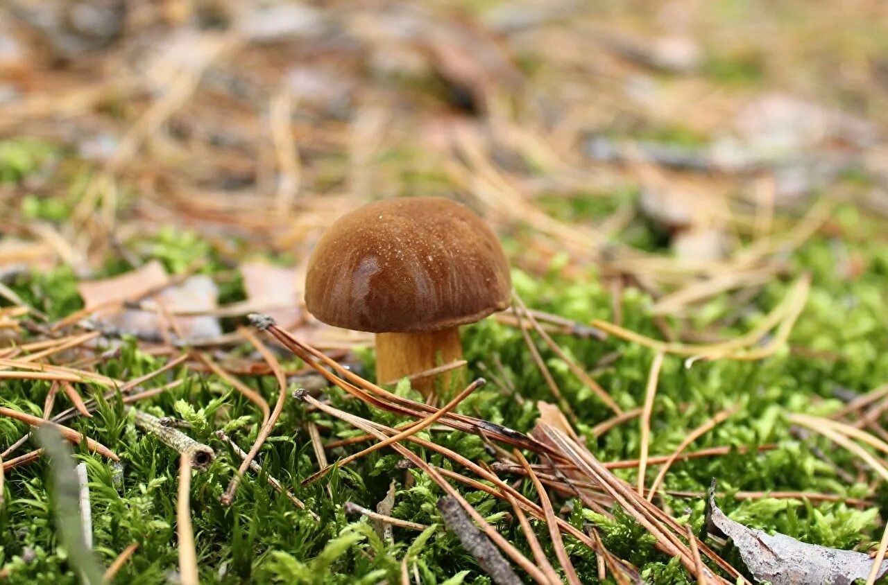 Гриб. Лесные грибы. Белый гриб. Грибы с коричневой шапочкой. Белый гриб в природе