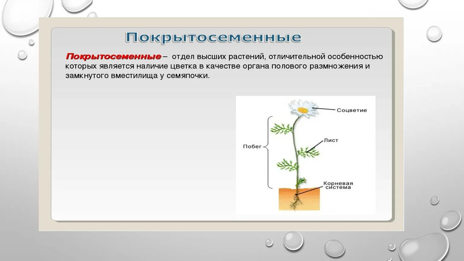 Покрытосеменные растения относятся к высшим. Размножение покрытосеменных растений схема. Отдел Покрытосеменные схема. Покрытосеменные строение и размножение. Отдел Покрытосеменные растения размножение.