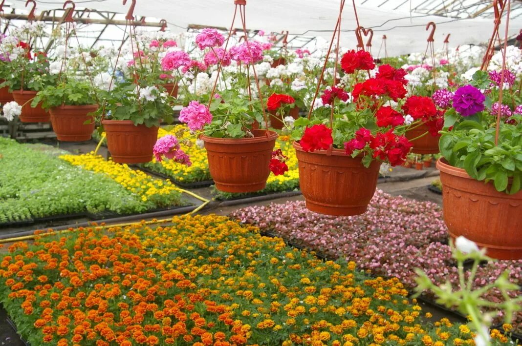 Рассада на подоконнике. Однолетники двулетники многолетники мак. Рассада овощей. Рассада однолетников. Петуния и портулак.