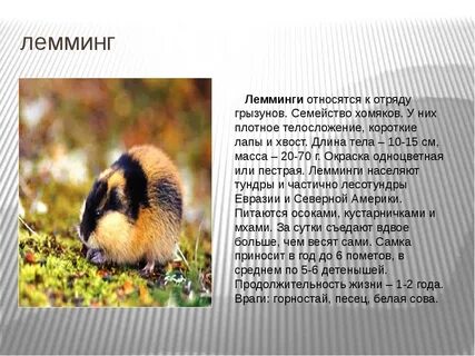 В какой зоне живет лемминг