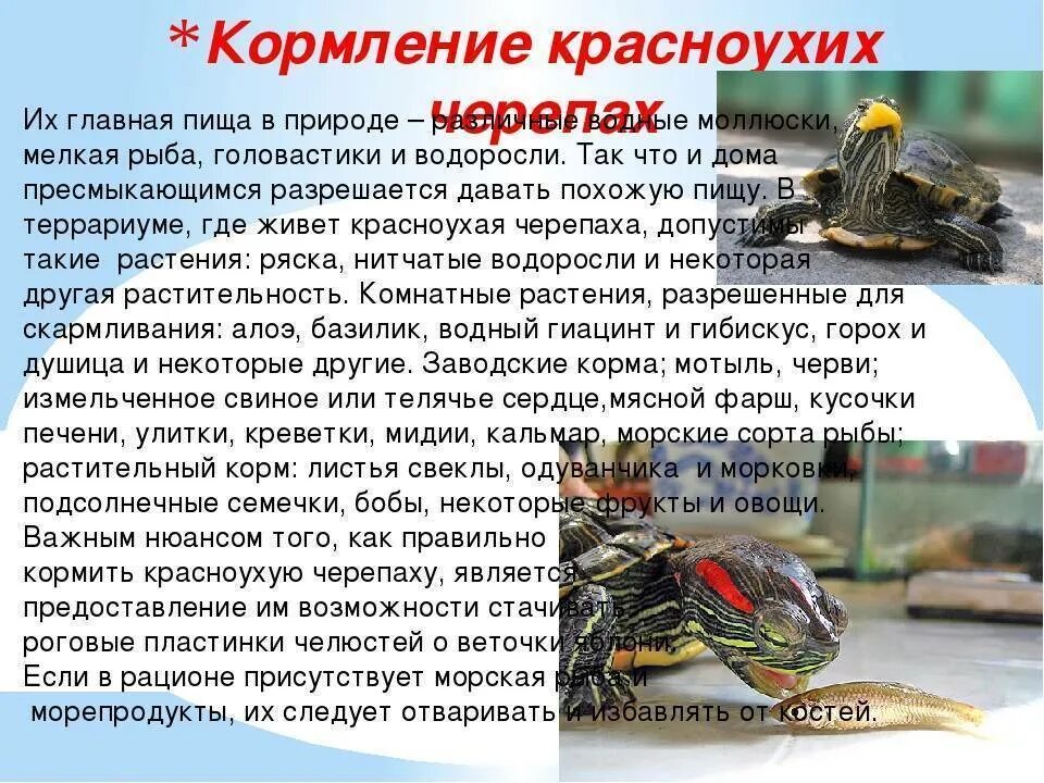 Сколько в день кормить красноухую черепаху. Рацион питания красноухой черепахи. рацион питания красноухих черепах. рацион красноухой черепахи. чем кормить красноуую черепаха.