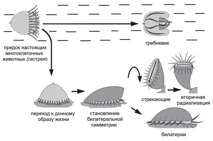 Жизненный цикл гребневиков. Гребневики размножение. Жизненный цикл Ctenophora. Гребневики строение. Выход многоклеточных животных на сушу произошел