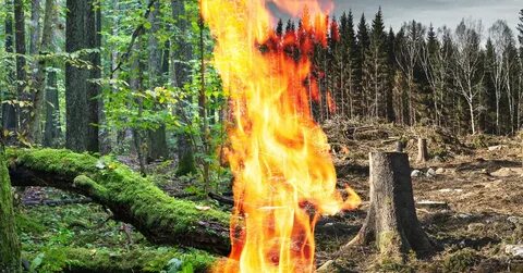Protect forest