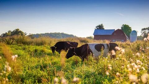 Many farm