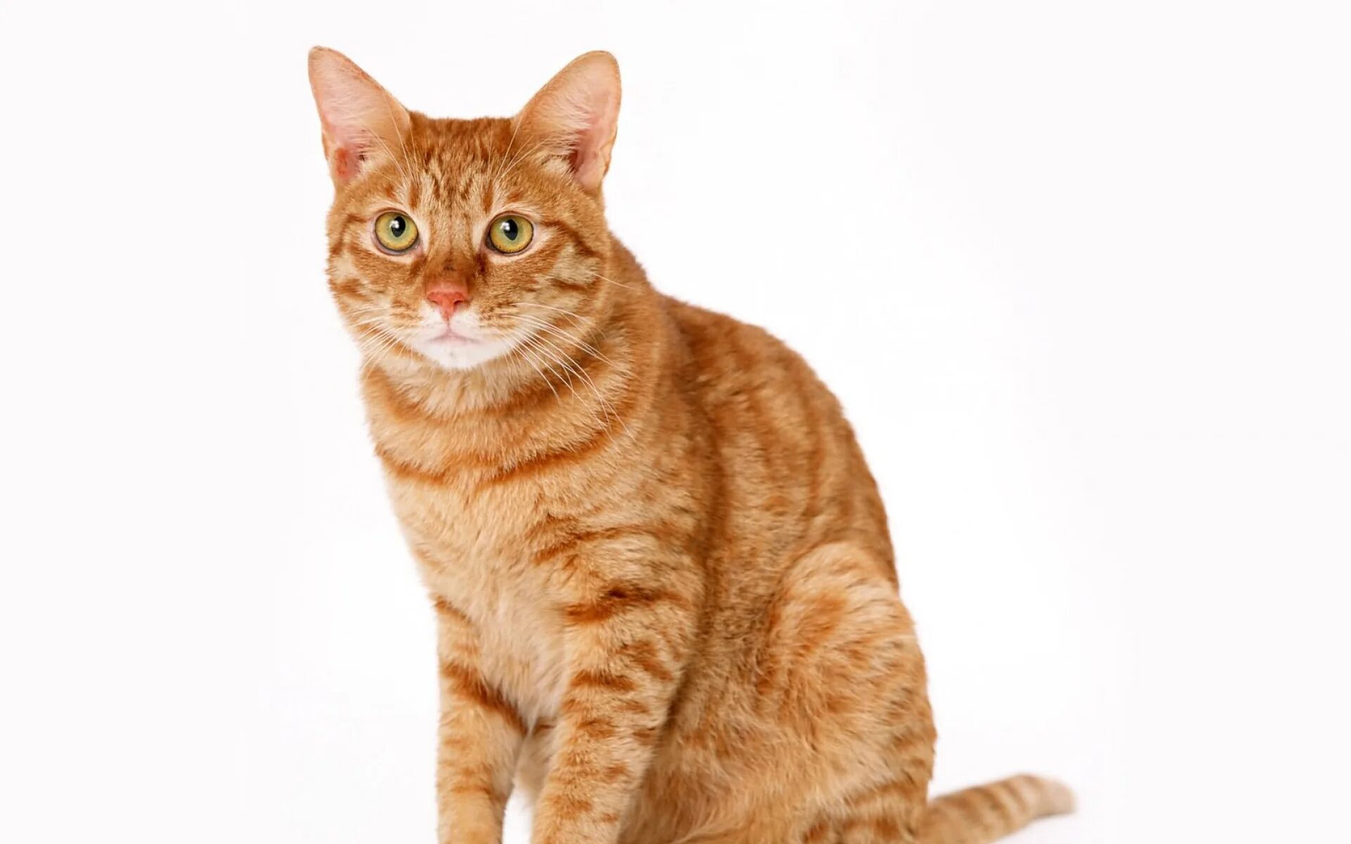 Щенок на диване. Клички животных. Кошки против собак. Собака с ноутом. Презентация про кошек и собак окружающий мир.