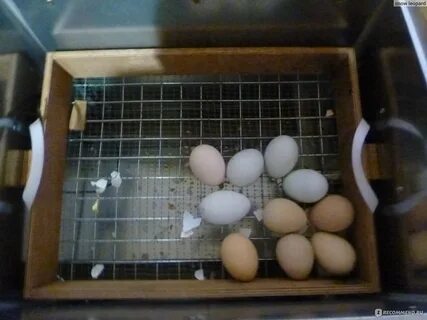 Как пользоваться инкубатором