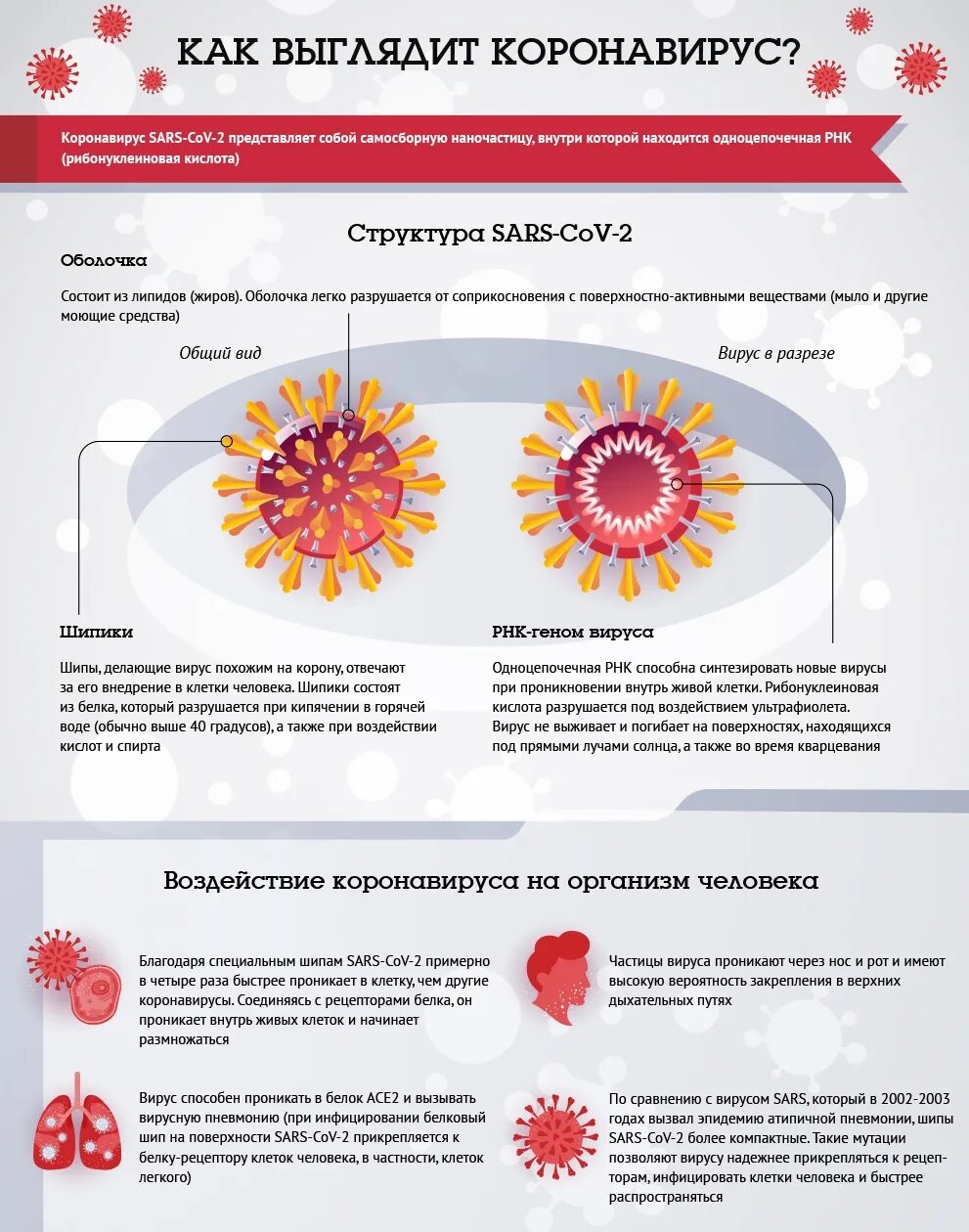 Коронавирус 19 строение вируса. Как выглядит коронавирус. Коронавирус инфографика.