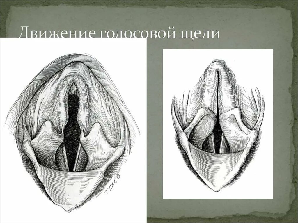 Мышцы голосовых связок. Голосовая щель анатомия. Голосовые связки без подписей. Строение голосовых складок.