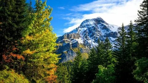 Alps forest