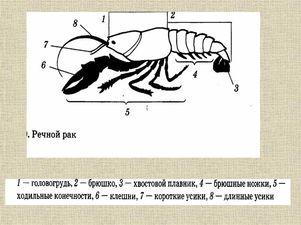 Усики речного рака. Брюшные конечности у ракообразных. Брюшко у членистоногих. Тело состоит из головогруди и брюшка. Конечности членистоногих.