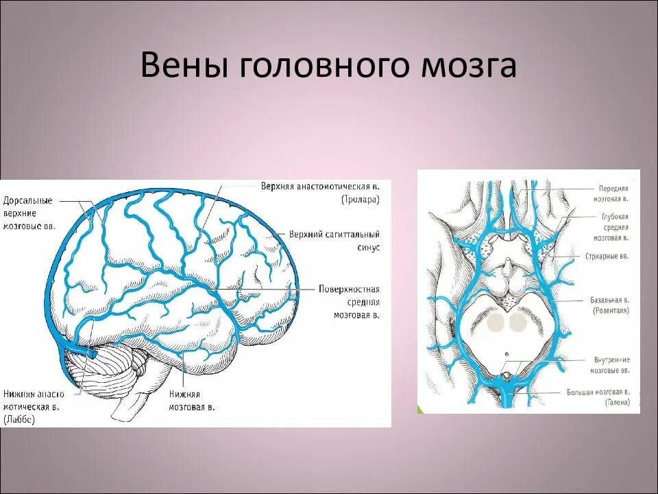 Отток головного мозга. Схема венозного оттока мозга. Поверхностная средняя мозговая Вена. Конвекситальная Вена головного мозга.