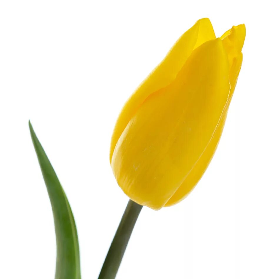 Тюльпан Стронг Голд. Тюльпан 1-1. Желтый тюльпан ПНО. 41 Тюльпан желтый. Что означает желтый тюльпан на языке цветов