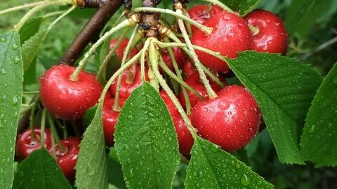 Planting cherries