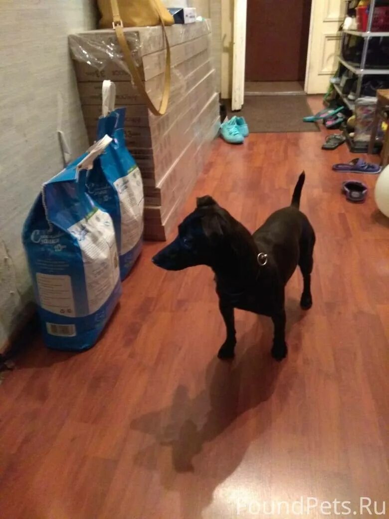 Майкопская собака. Найдена собака спб. Греческий алопекис. Пропала собака спб. Потеряшки собаки санкт петербург.