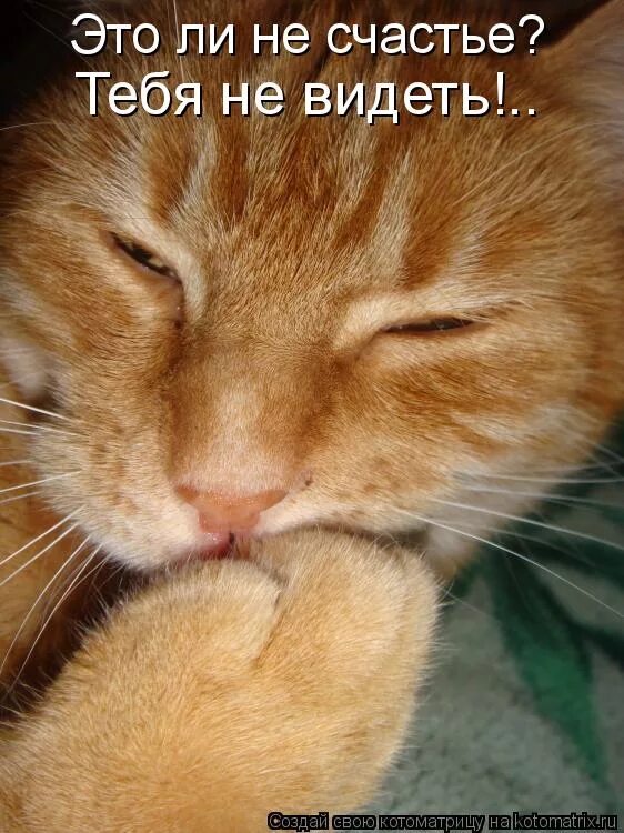 ах ты морда. хитрые и коварные черные коты. радостный кот. наглая рыжая морда. ах ты морда.