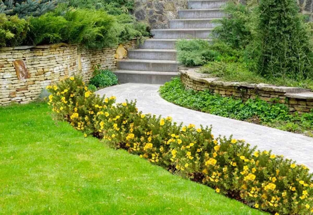 Живая изгородь лапчатки кустарниковой голдфингер. Спирея японская голден принцесс. Живая изгородь из спиреи японской. Кусты вдоль дорожек. Спирея грефшейм бордюр.